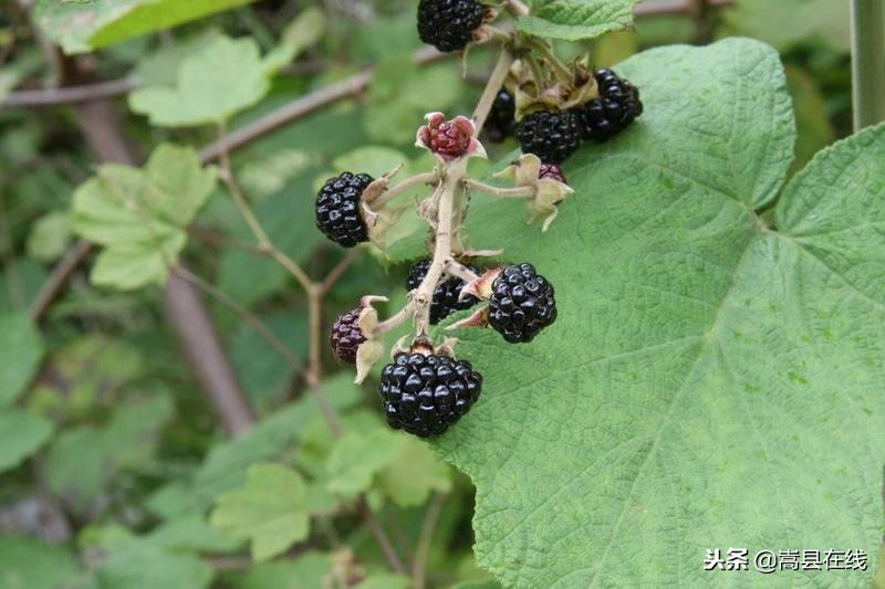 农村身边常见中草药不要错过这些宝贝！