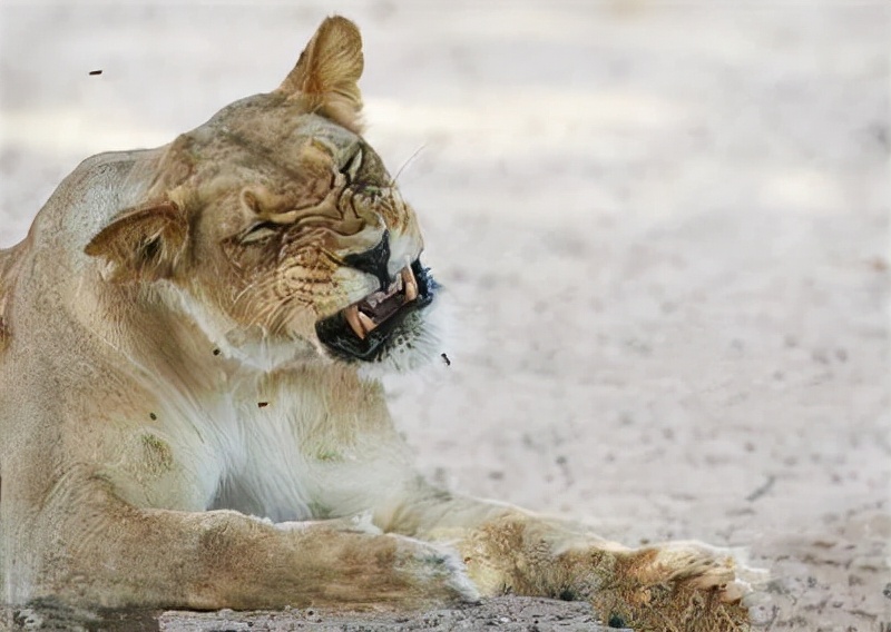 枪打黄鼠狼泡药酒，四川一男子被判刑！黄鼠狼为什么受保护？