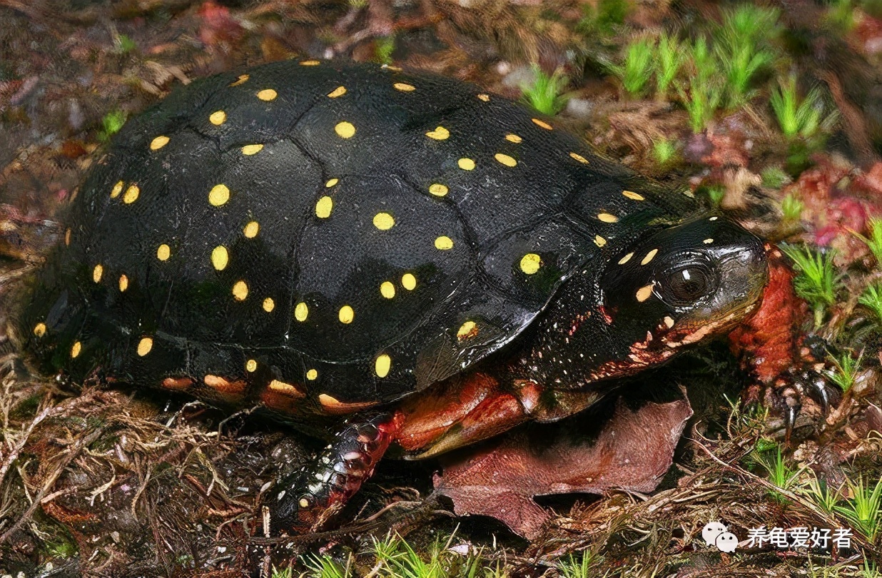 乌龟出眠后入水前怎么处理,乌龟出眠的正确方法