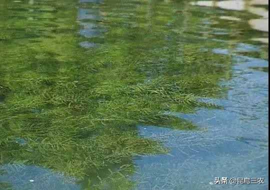 伊乐藻对水质的好处,伊乐藻管理与种植