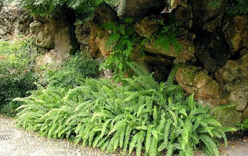 长得像虫子的蕨类,根部黑色像蜈蚣形状的蕨类大全