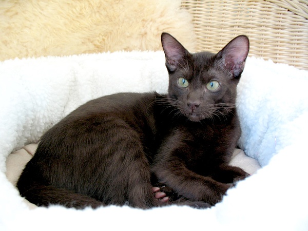 各种猫咪花纹品种,名贵品种猫咪大全