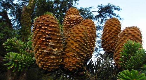 中华人民共和国野生植物保护名录,濒危保护植物名录药用植物多少种