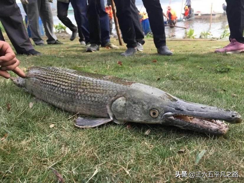 鳄雀鳝有什么祸害,鳄雀鳝是怎么存活下来的