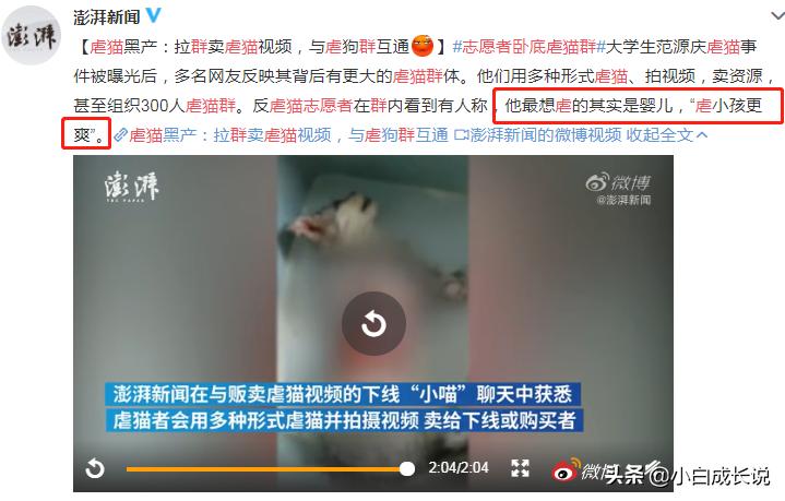 为什么虐猫会被批判,为什么现在虐猫都能上热搜