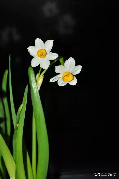 10大名花的美誉,10大名花10大名画配10首诗词