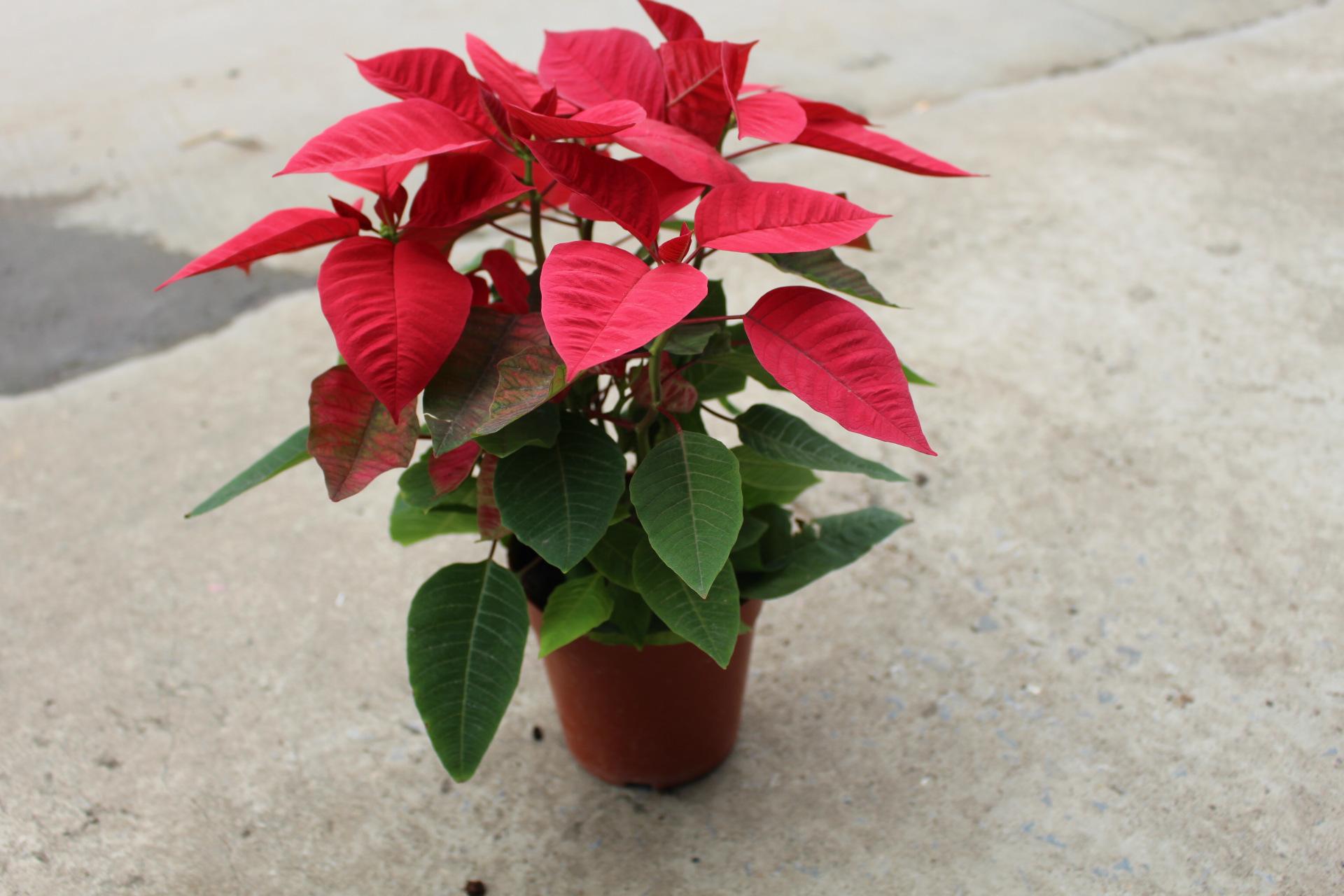 13种有毒的盆栽花卉有哪些,十种有毒的花卉有哪些