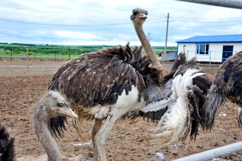 结富果，襄河农场“林下养殖”多点开花