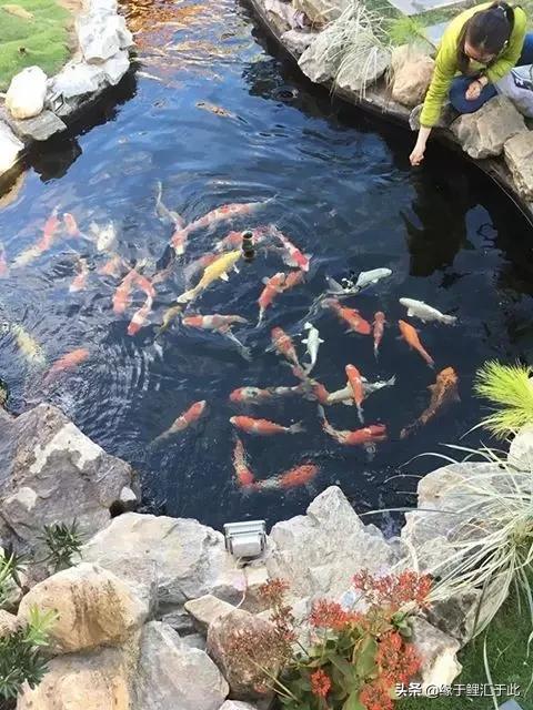 治疗锦鲤疑难杂症锦集