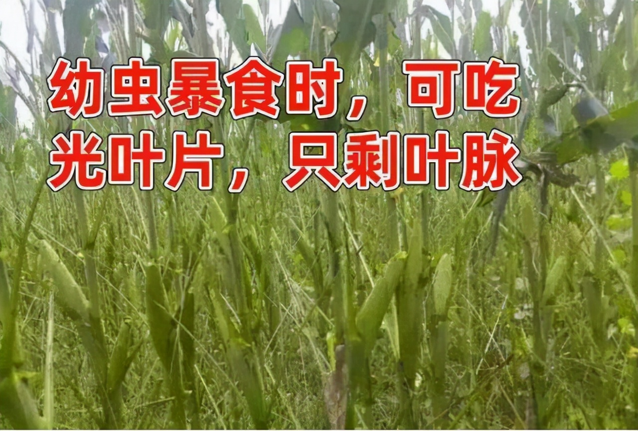 桔臀纹粉蚧,桧柏臀纹粉蚧