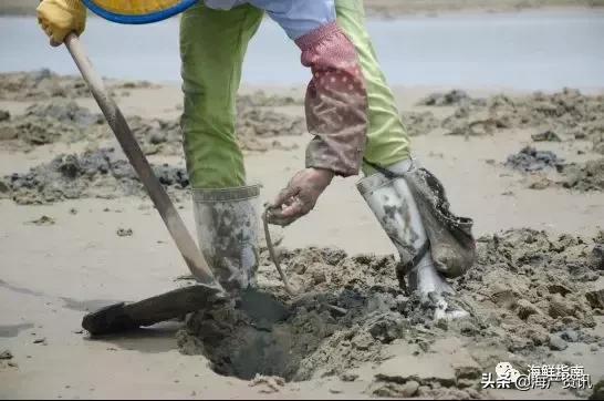 可以吃的海虫都有哪些,沙虫海肠的区别