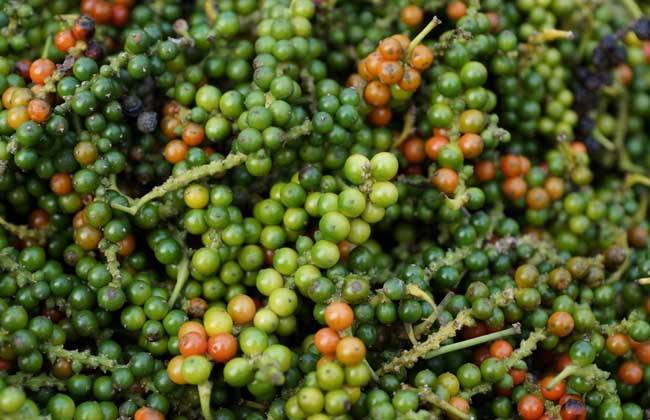 大唐宰相家搜出胡椒，为何要被处以死刑？