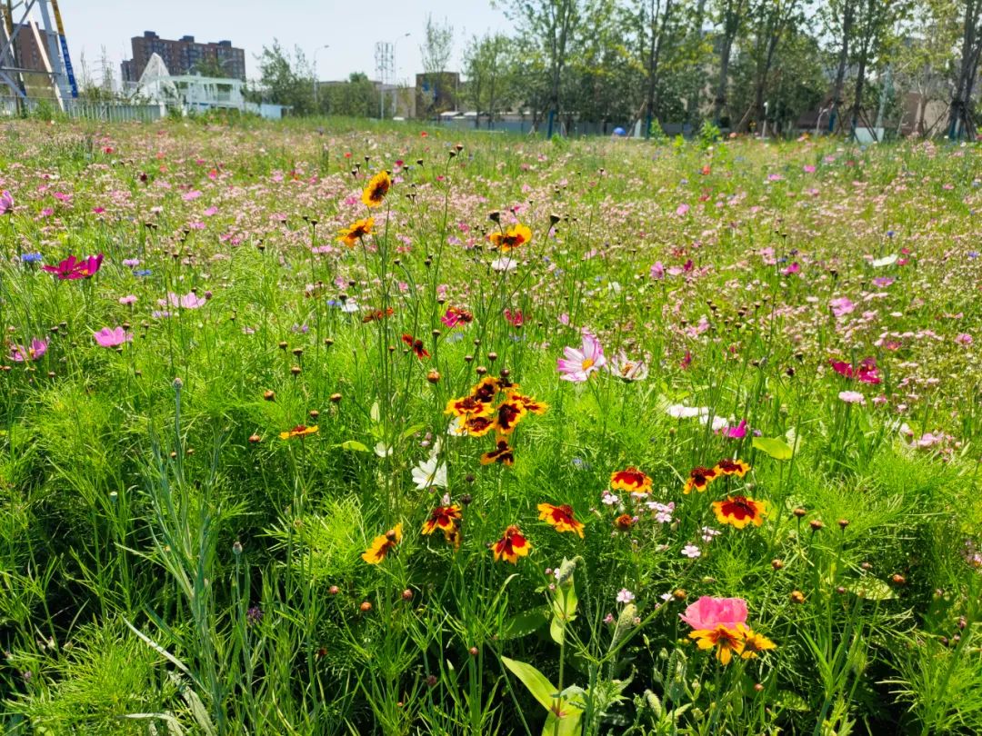 石景山游乐园值得一去吗,带你一起游览石景山游乐园吧
