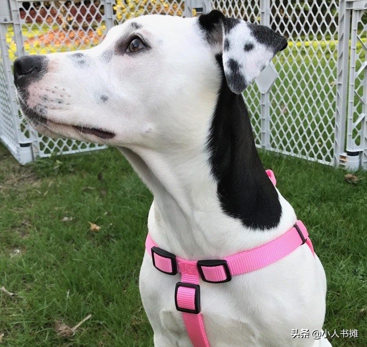 17张能让你发笑的动物照片,拒绝摆拍2019年最搞笑的动物照片