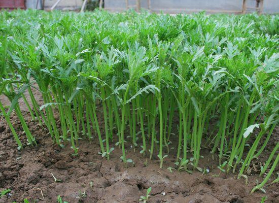 八月份最适合种的蔬菜,八月份都种什么蔬菜最合适南方