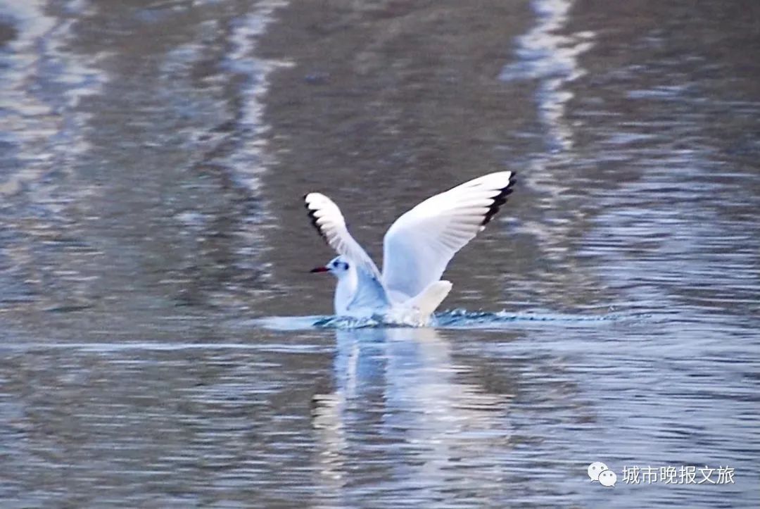 城晚拍拍丨秋色如画