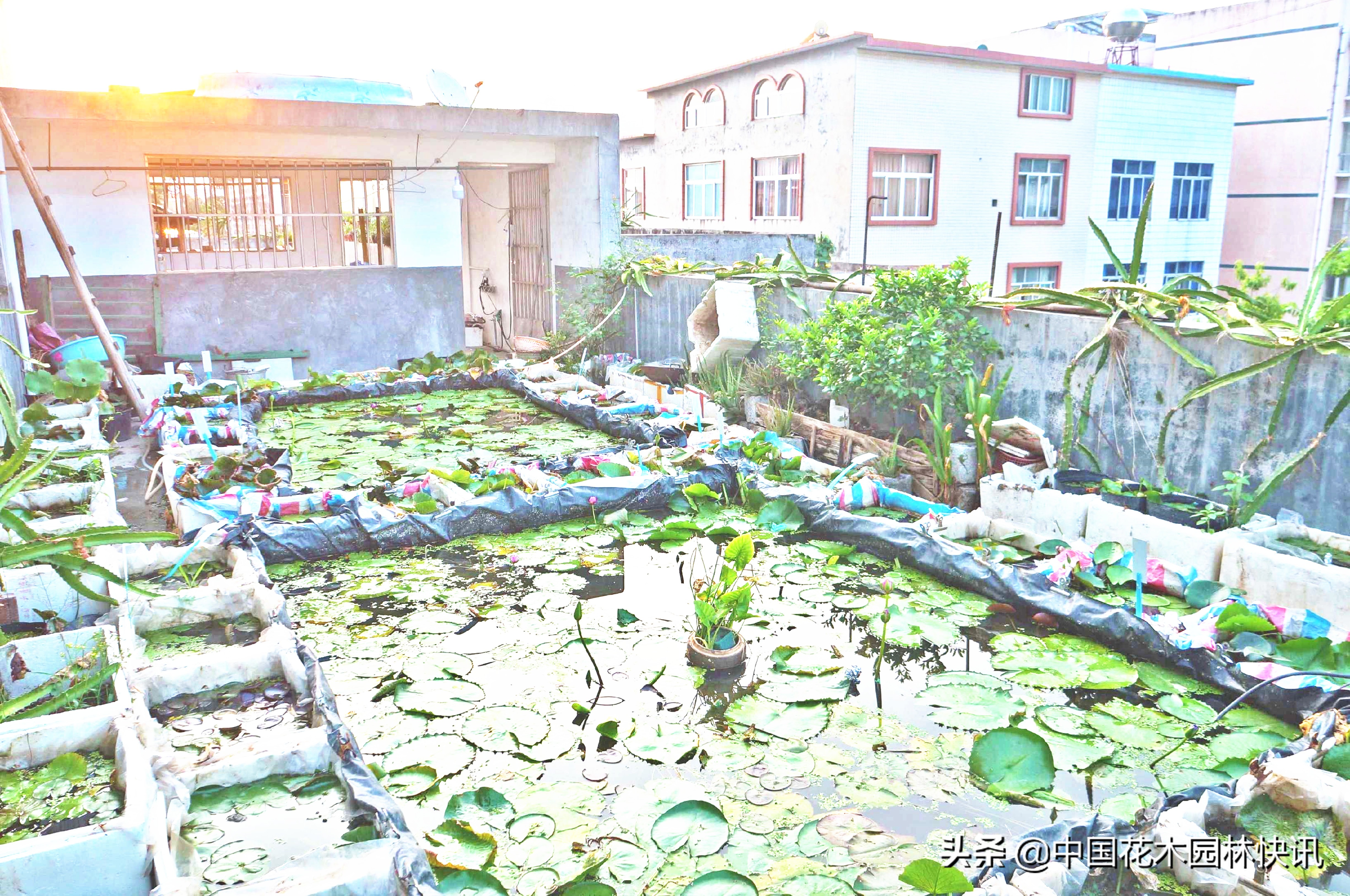 广西青年韦家隆：批量育成睡莲风雨兰新品种