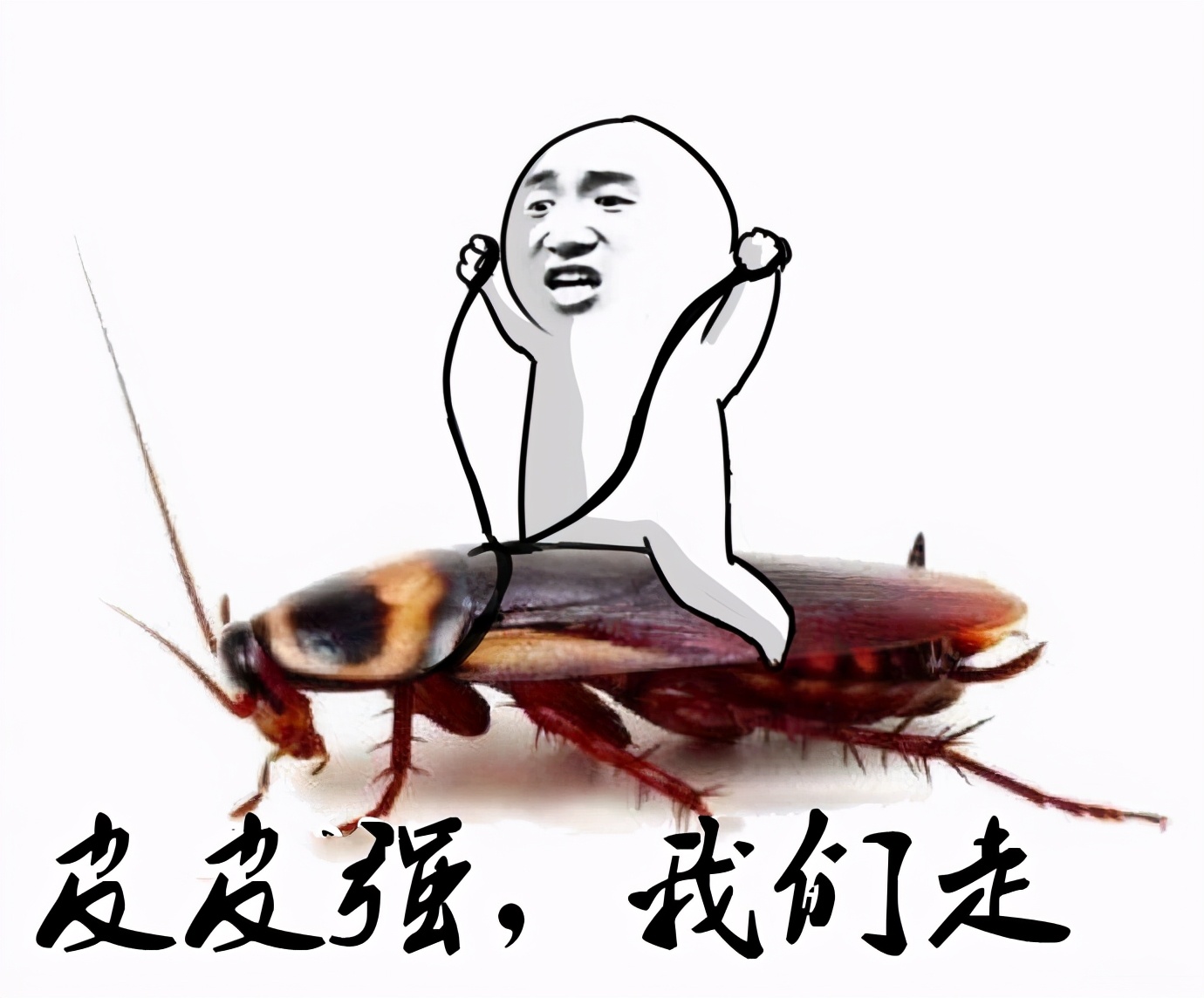 灭蟑螂的方法可以消灭蚂蚁吗,灭蟑螂神器能否彻底消灭