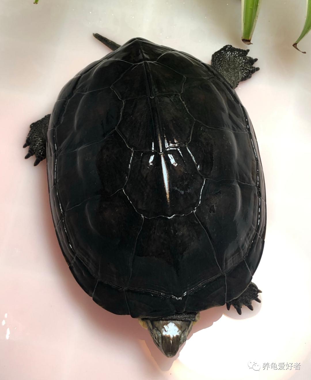 黄头侧颈龟属于保护动物吗,中国龟和本土龟有什么区别