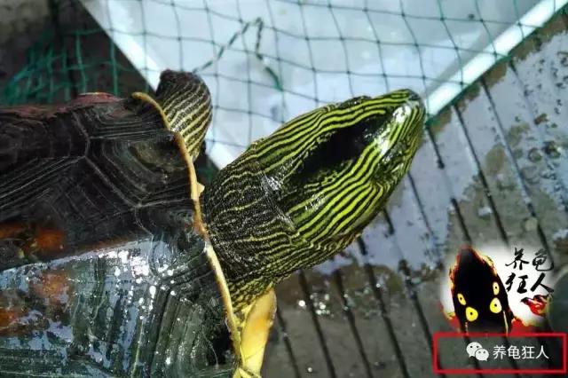 南石龟草龟花龟哪个体型大,草龟花龟珍珠龟哪个更好养