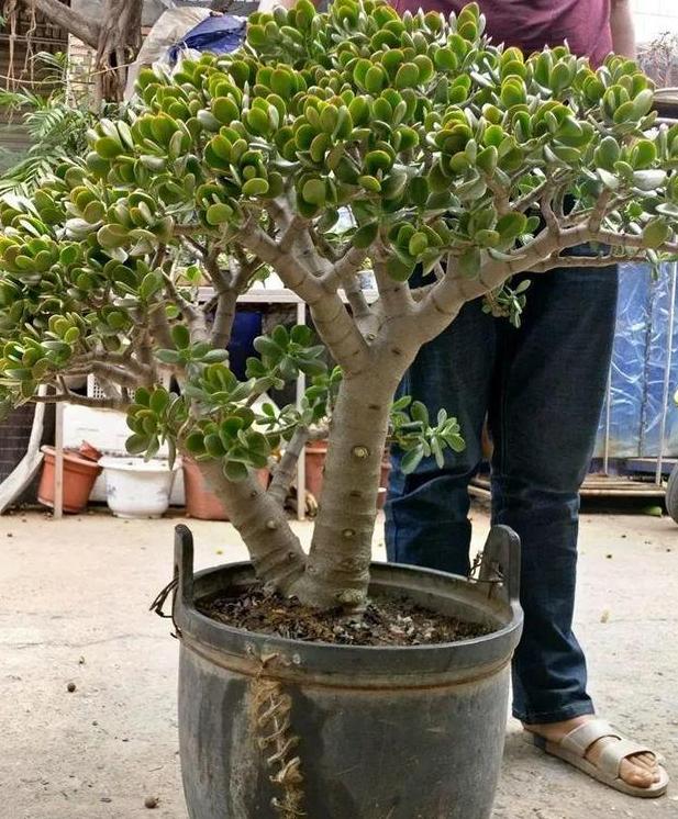 种植花草的营养土是怎么弄出来的,新手养花怎么用营养土最好