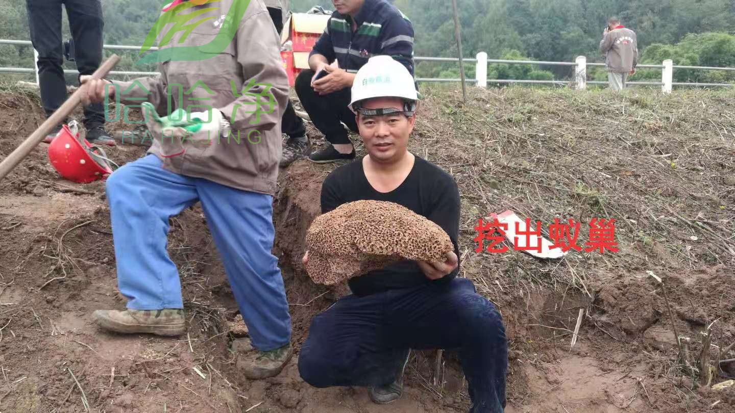 重庆除白蚁公司电话,重庆除白蚁电话