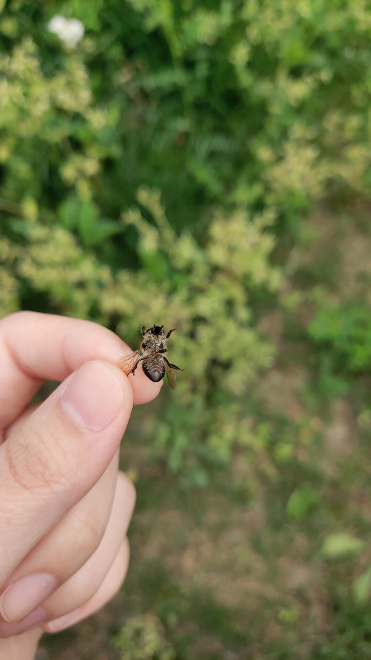 蜜蜂箱里有虫蜜蜂死掉怎么处理,蜜蜂在蜂箱成堆大量死亡如何处理