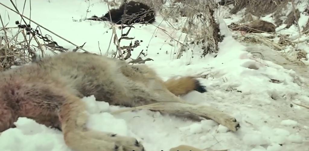 放羊老头跑了三天三夜,放羊老人和狼王