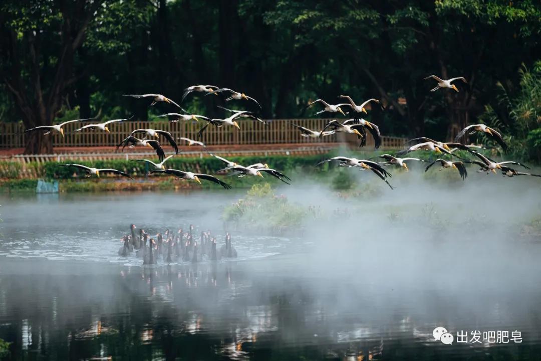 长隆飞鸟乐园长隆熊猫酒店怎么选,周一长隆野生动物园游玩攻略