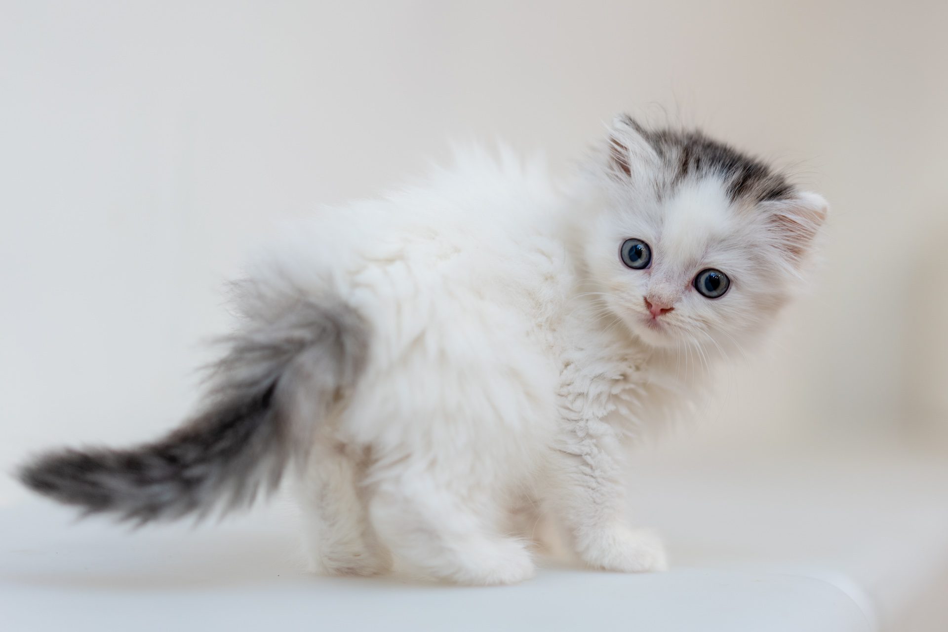 Sonnar（索纳）眼中的猫——索尼SonnarT*FE55mmF1.8ZA实拍体验