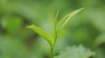 怎么鉴别绿茶明前茶谷雨茶,谷雨茶和明前茶的区别是什么