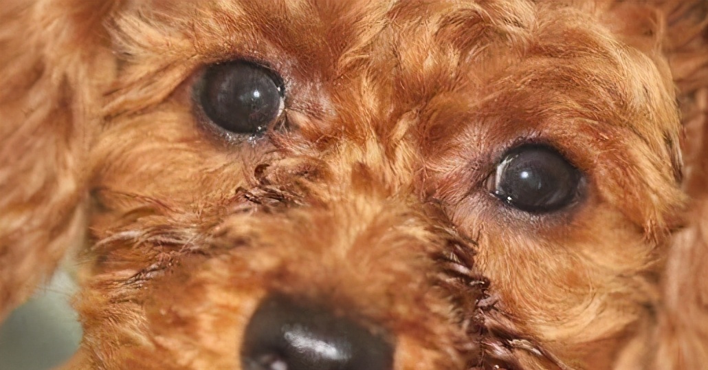 新手养狗泰迪犬如何饲养,新手如何养泰迪犬幼犬