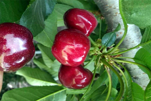 济南樱桃采摘园推荐,鲜果采摘园樱桃