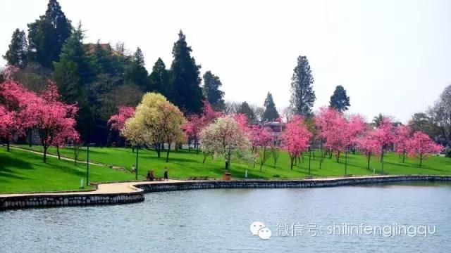 春暖石林湖：落英缤纷，芳草鲜美
