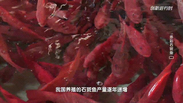 一条石斑鱼,一条石斑鱼一碗白饭