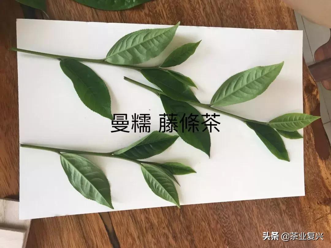 野生植物学家的标本制作指南