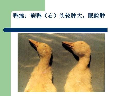 怎样判断鸭得了鸭瘟,鸭瘟防治技术规范