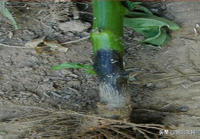 辣椒易生什么病该用什么药,辣椒有病毒病怎么治