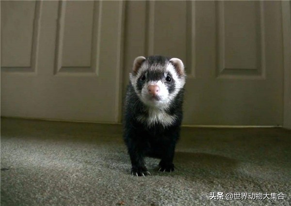 养安格鲁貂需要什么,养安格鲁貂