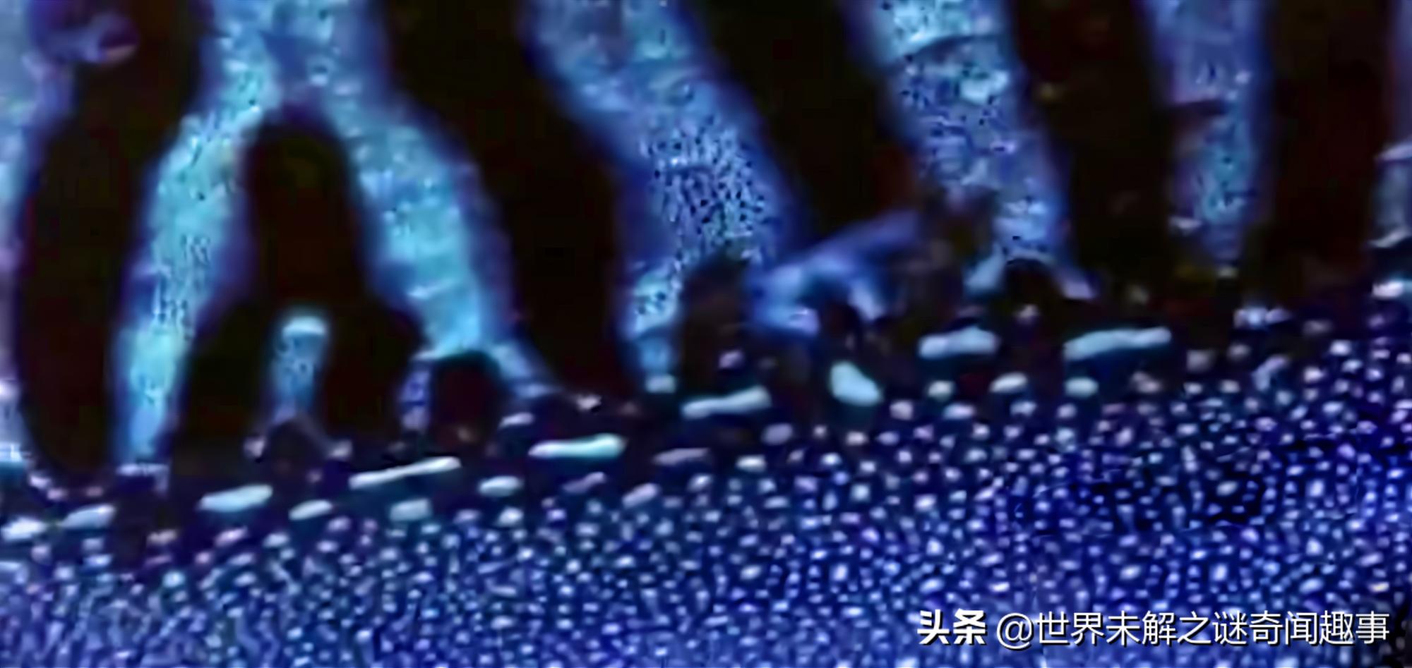 动物智商未来能超越人类吗,如果动物智商超过了人类会怎么样