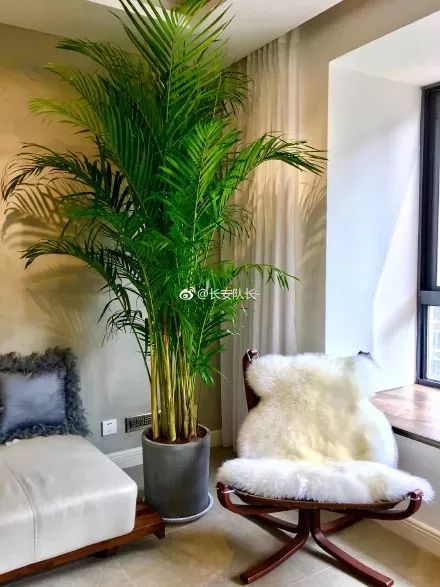 吸油烟和甲醛的植物,住新房有什么植物能去甲醛