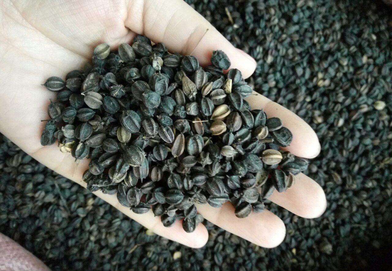 刺五加是刺果棒吗,刺五加别名叫什么