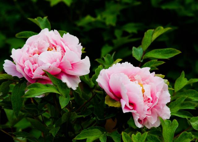 中国十大名花你认识几种呢,中国十大名花你喜欢哪种呢