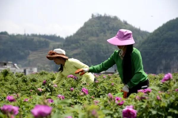 玫瑰和月季功效的区别,玫瑰和月季花托的区别图解