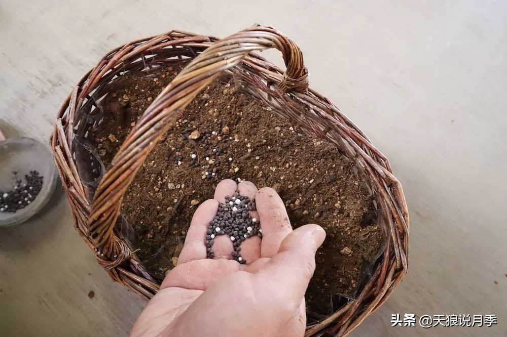 三色堇花卉盆栽,四季开花盆栽三色堇