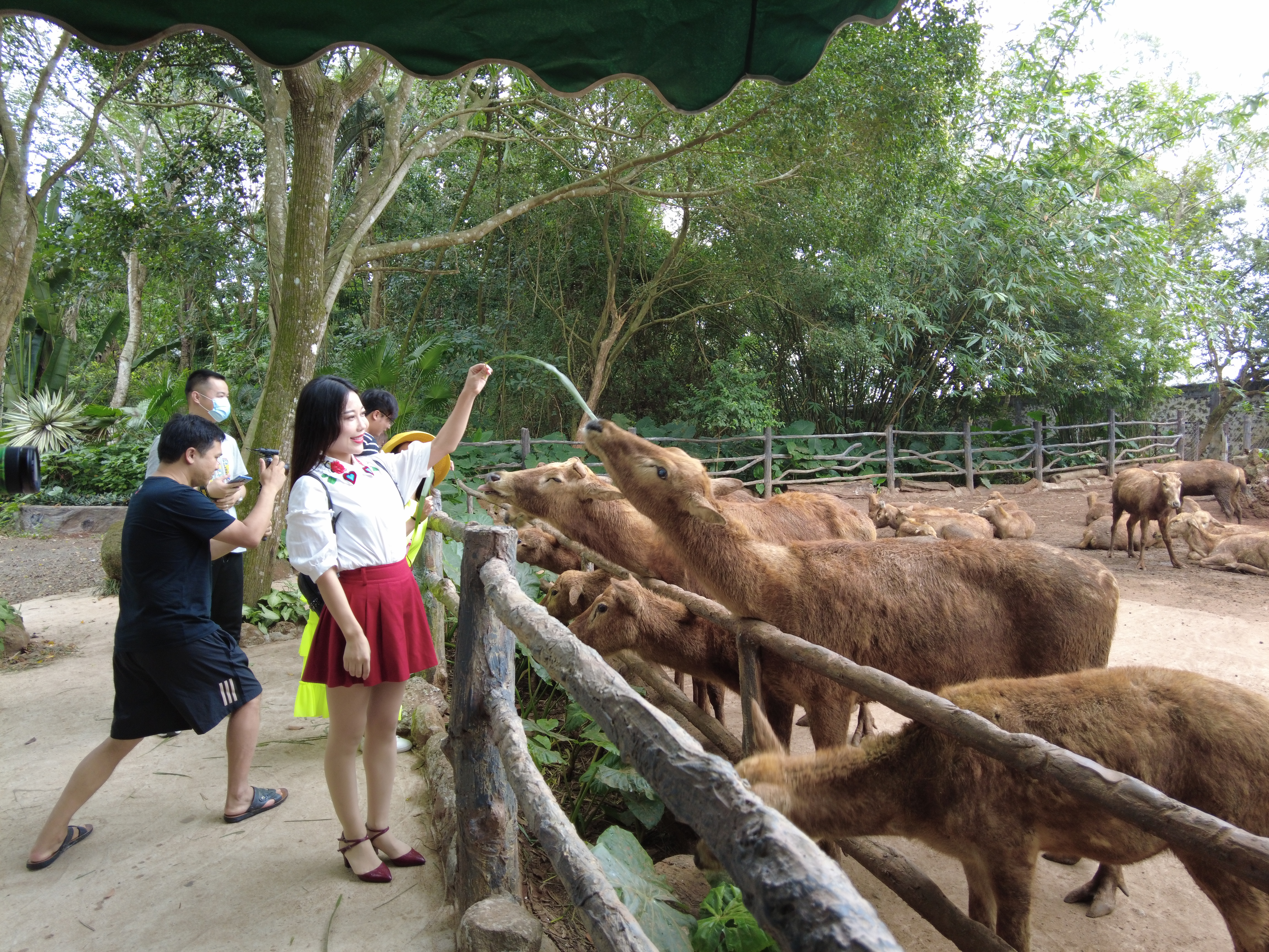 逐梦自贸海动椰城,逐梦海口嗨动椰城