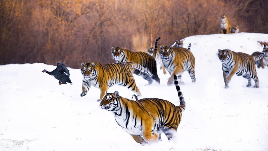 冬季去哈尔滨看雪一定别忘了,北国冰城哈尔滨