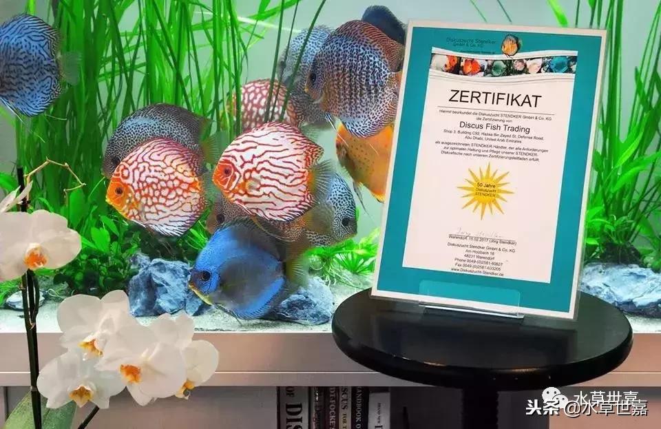 七彩神仙鱼水族箱布景,七彩神仙鱼苗繁殖技术