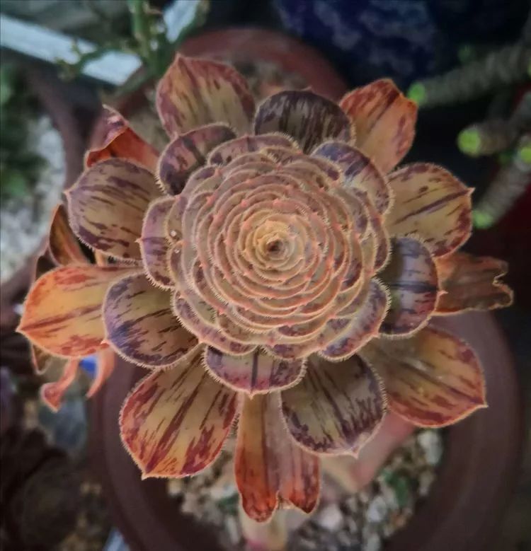 一花一叶一世界多肉,一花一世界多肉之美