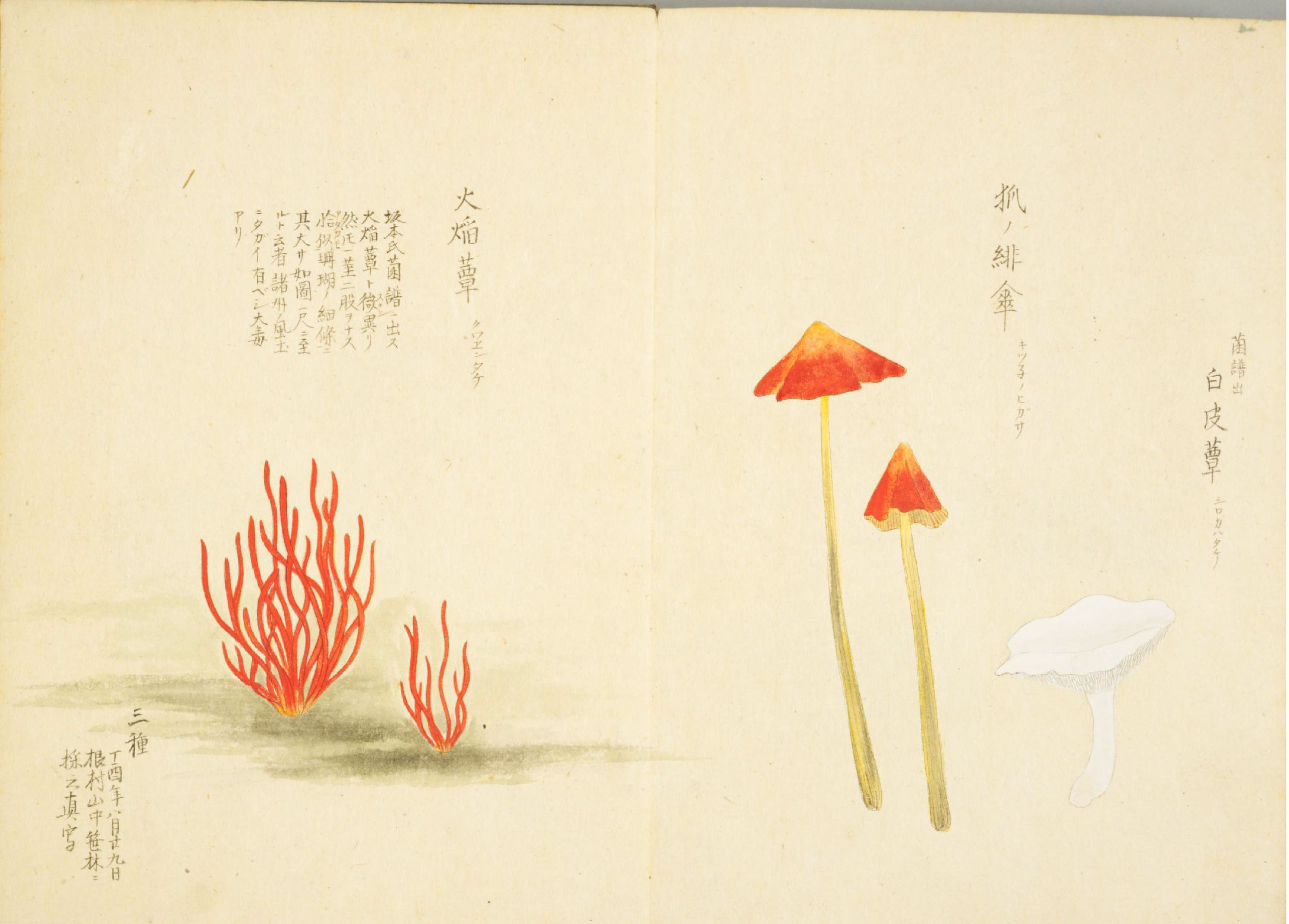 各种多彩菌图片大全,意式野菌图片大全